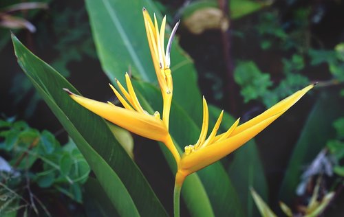 bird of paradise  flower  yellow