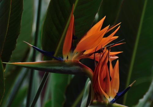 bird of paradise flower royal botanical gardens