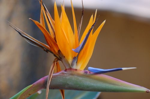 bird of paradise flower orange