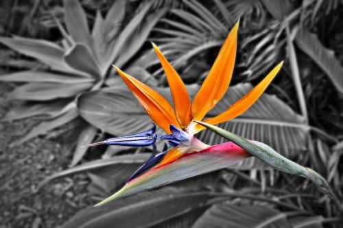bird of paradise strelitzia reginae flower