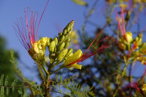bird of paradise bush  locust bean plant  legume