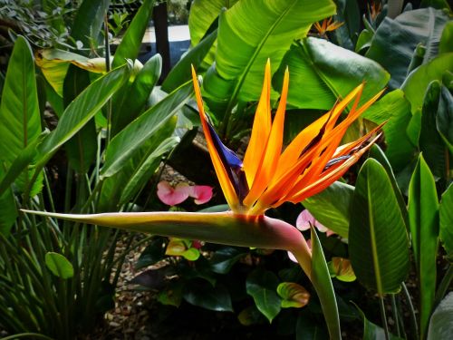 bird of paradise flower strelitzia orchids caudata greenhouse