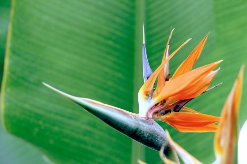 Bird Of Paradise Flower