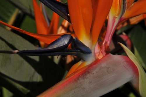 Bird Of Paradise Flower