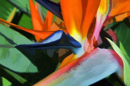 Bird Of Paradise Flower