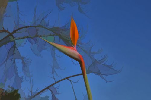 Bird Of Paradise Flower