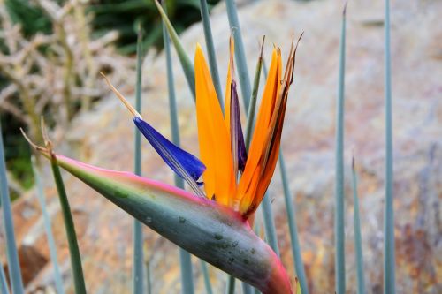 bird of paradise flower caudata caudata greenhouse