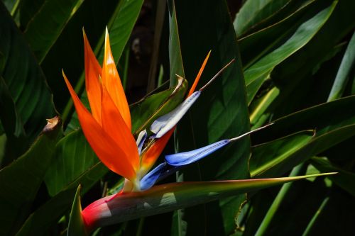 bird of paradise flower flower blossom