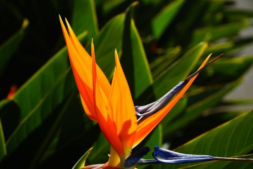 bird of paradise flower flower blossom