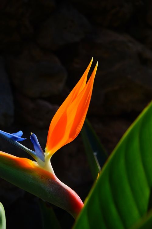 bird of paradise flower flower blossom