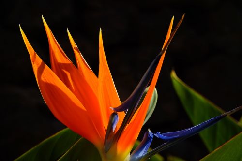 bird of paradise flower flower blossom