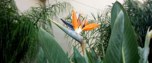 bird of paradise flower flower plant