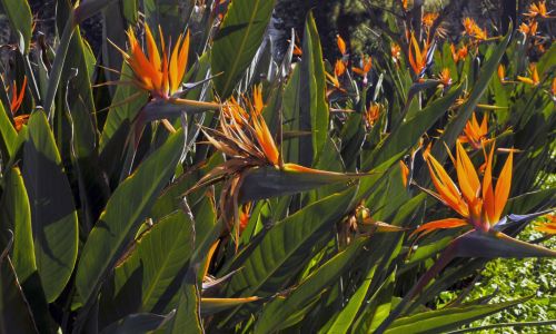 Bird Of Paradise Garden