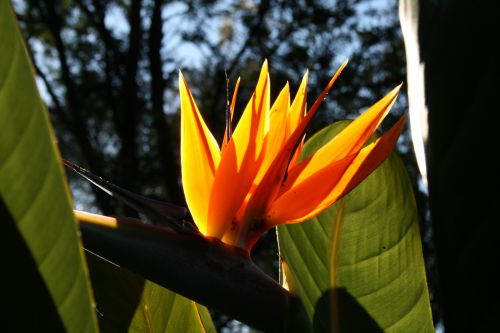 Bird Of Paradise In Flower