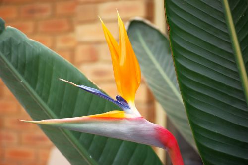 Bird Of Paradise