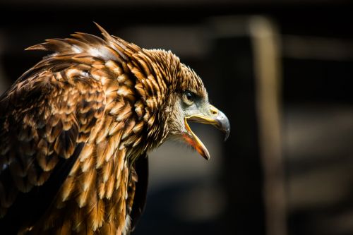 bird of prey portrait kite