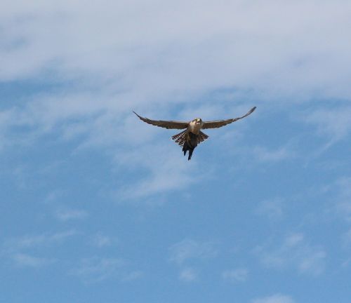 bird of prey bird nature