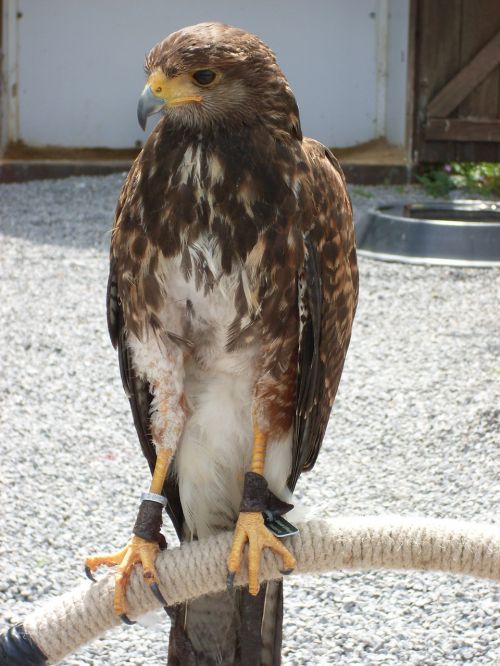 bird of prey falcon caught