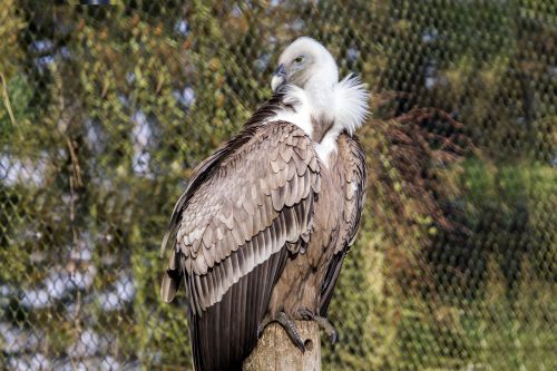 bird of prey vulture bird