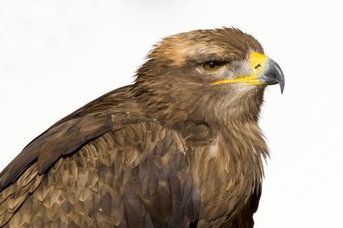 bird of prey steenarend eagle