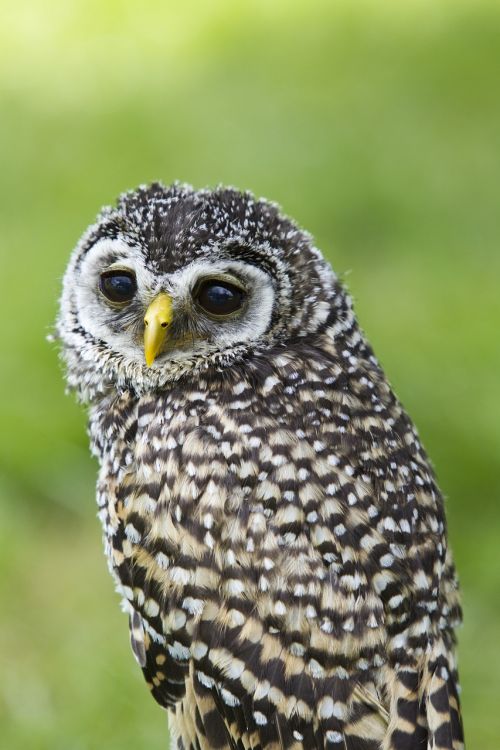 bird of prey owl bird