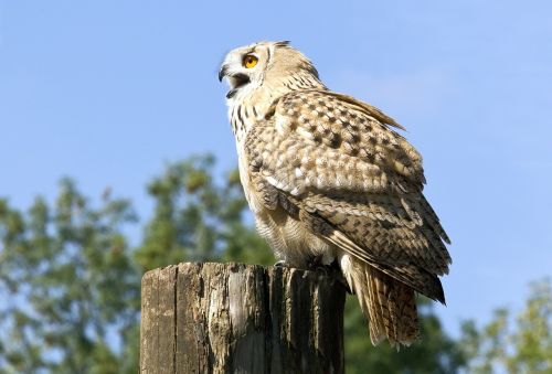 bird of prey owl bird
