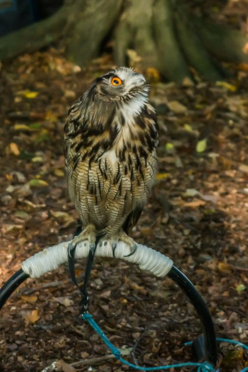 bird of prey nature bird