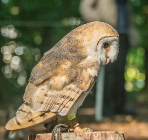 bird of prey nature bird