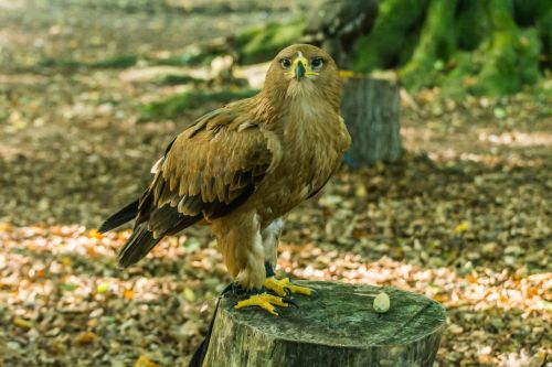 bird of prey nature bird