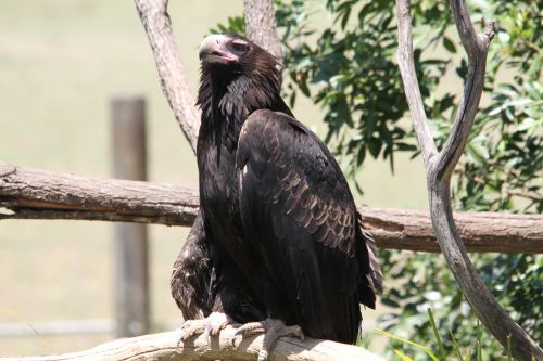 bird of prey bird raptor