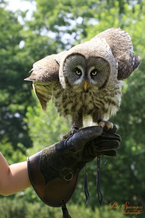 bird of prey birds nature