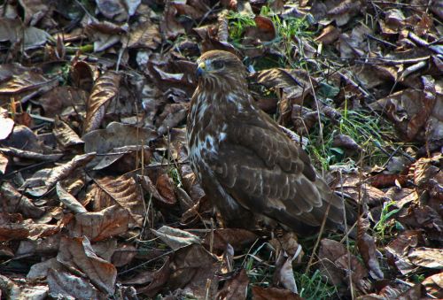 bird of prey leaves bird