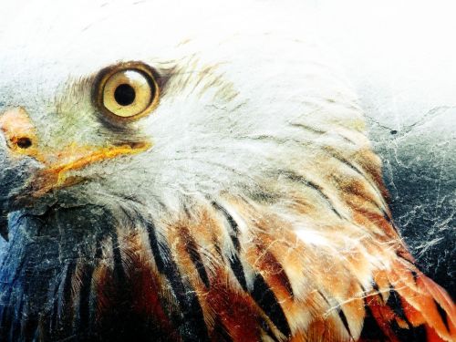 bird of prey eye animal