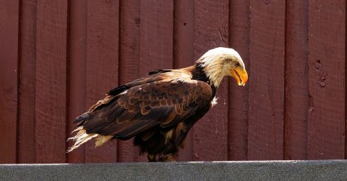 bird of prey raptor bald eagle