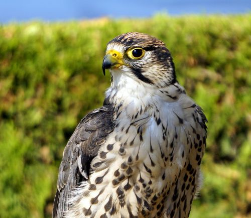 bird of prey animal falcon