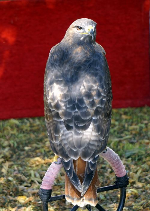 bird of prey eagle falconry