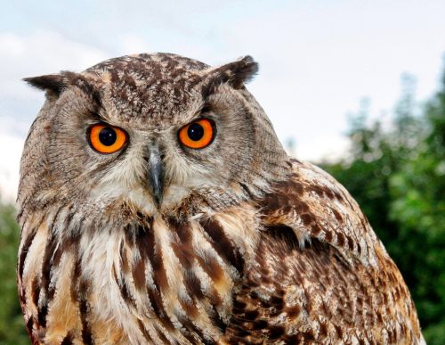 bird of prey owl animal world