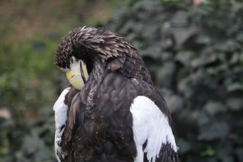 bird of prey eagle flight