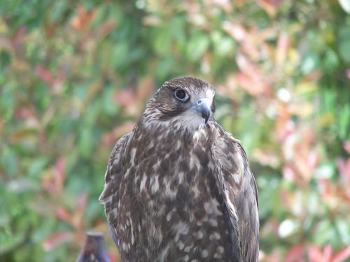 bird of prey hawk bird