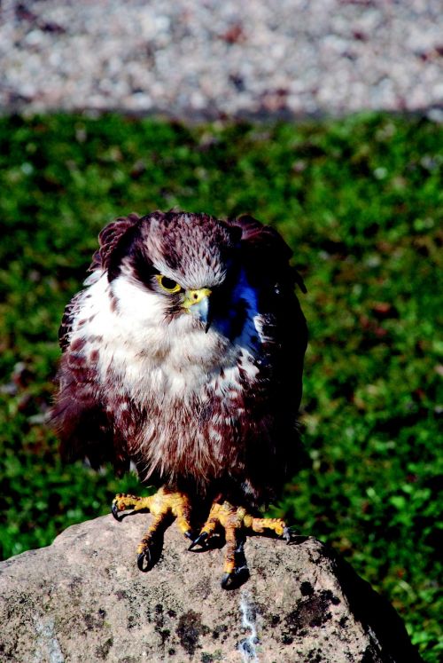bird of prey raptor hawk