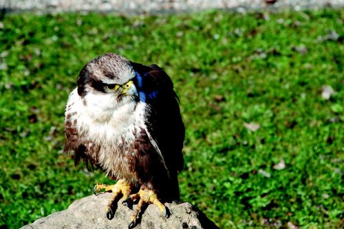 bird of prey raptor hawk