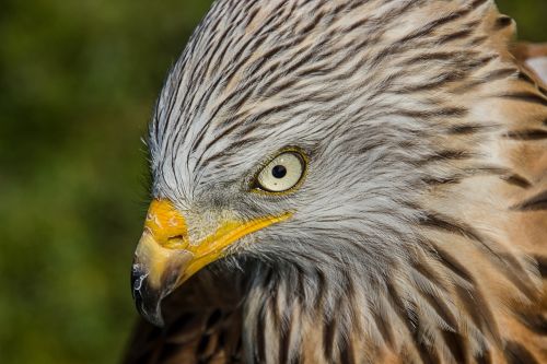 bird of prey birds predator