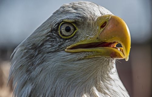 bird of prey eagle bird