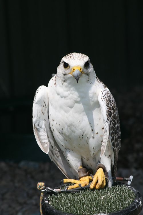 bird of prey bird prey beak