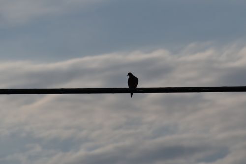 bird on a wire silhouette mourning dove