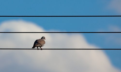 bird on a wire  bird on power line  wood pigeon on wire