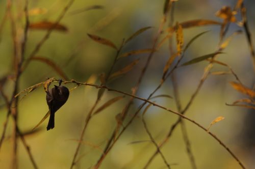 Bird On Branch