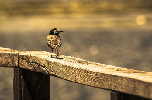 bird on railing white wagtail spring lake