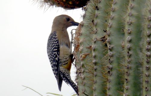 Bird On Saguaro Cactus
