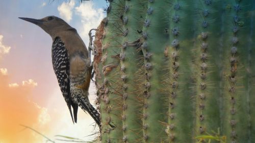 Bird On Saguaro Cactus